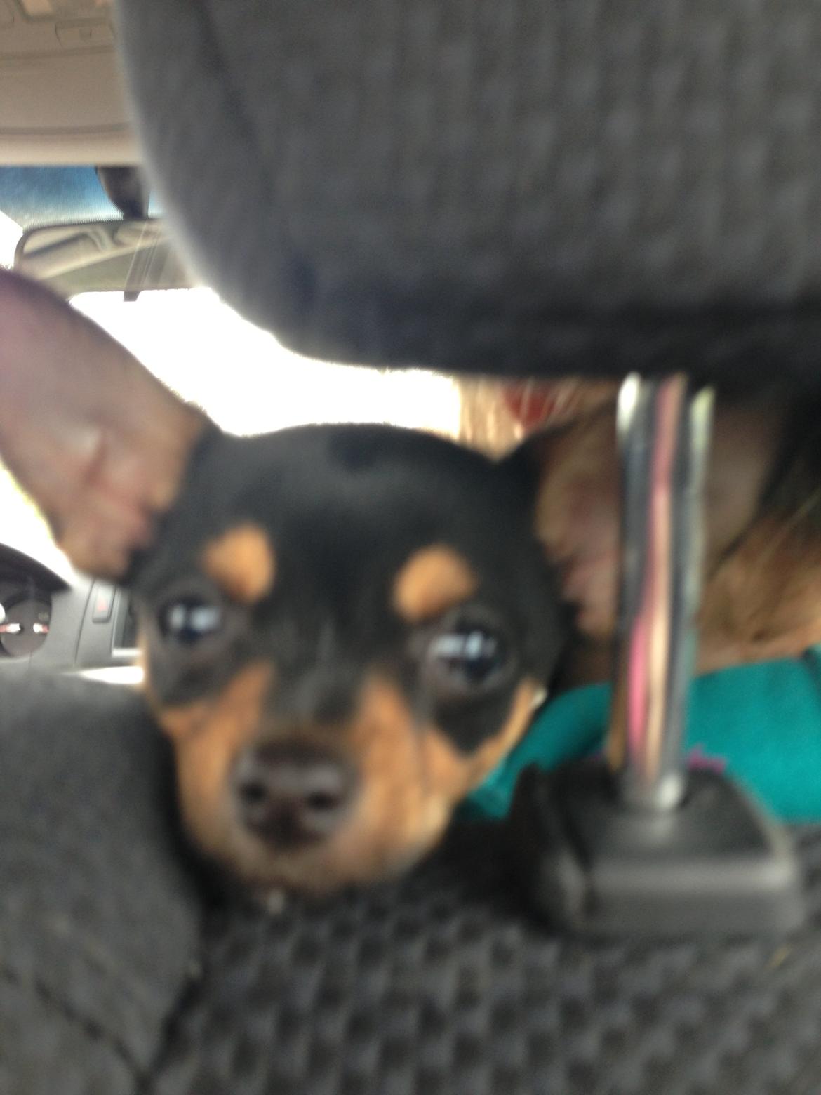 Chihuahua Nela (R.I.P) billede 14