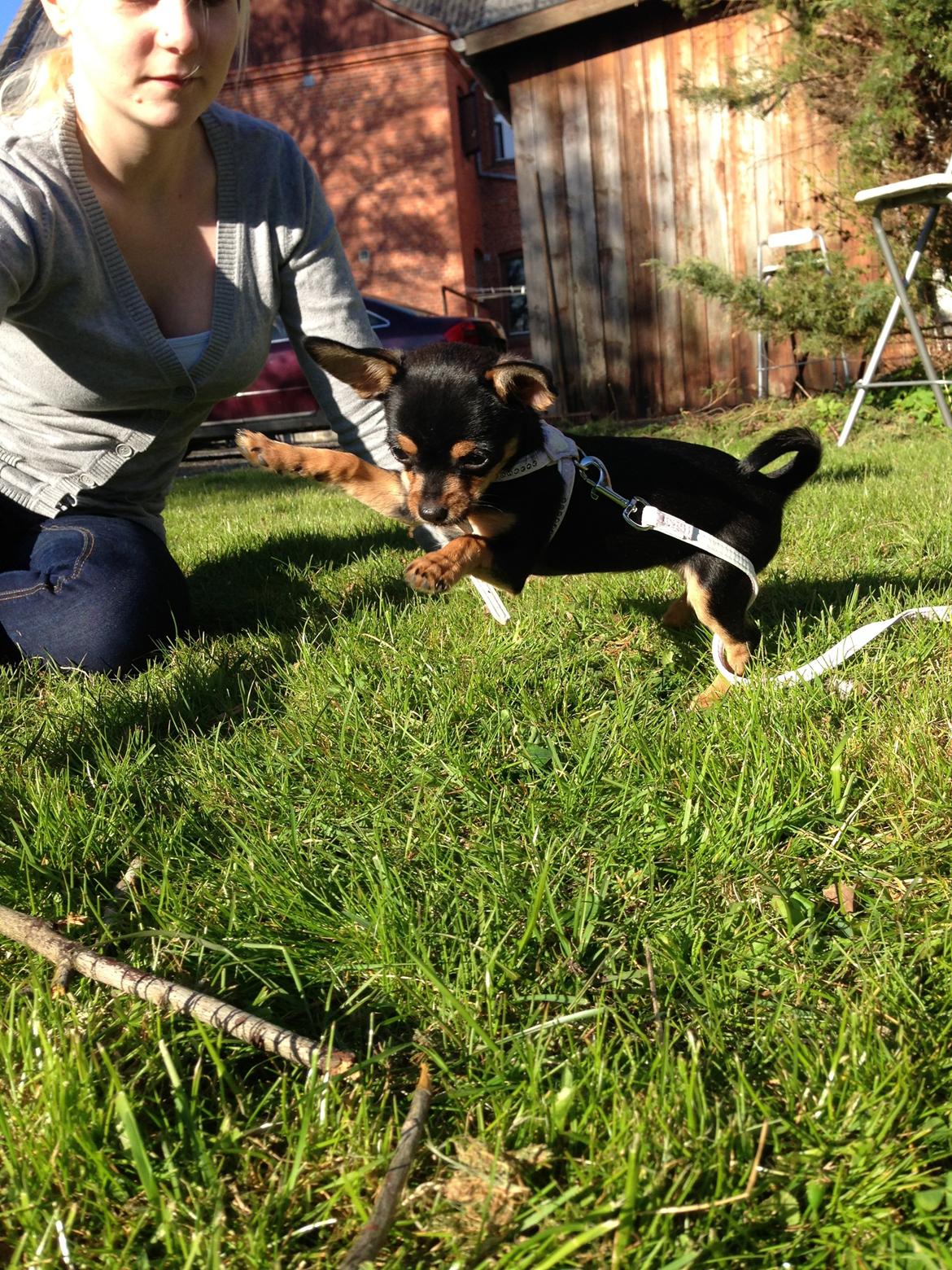 Chihuahua Nela (R.I.P) billede 15