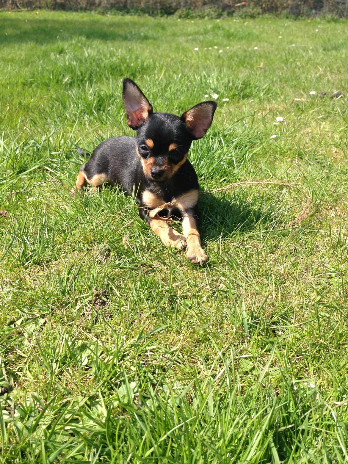 Chihuahua Nela (R.I.P) billede 16