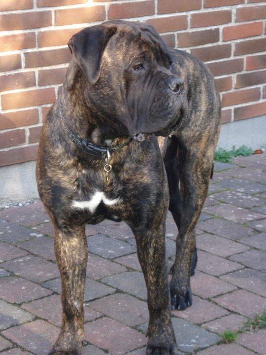 Bullmastiff Jack - 2012 billede 2