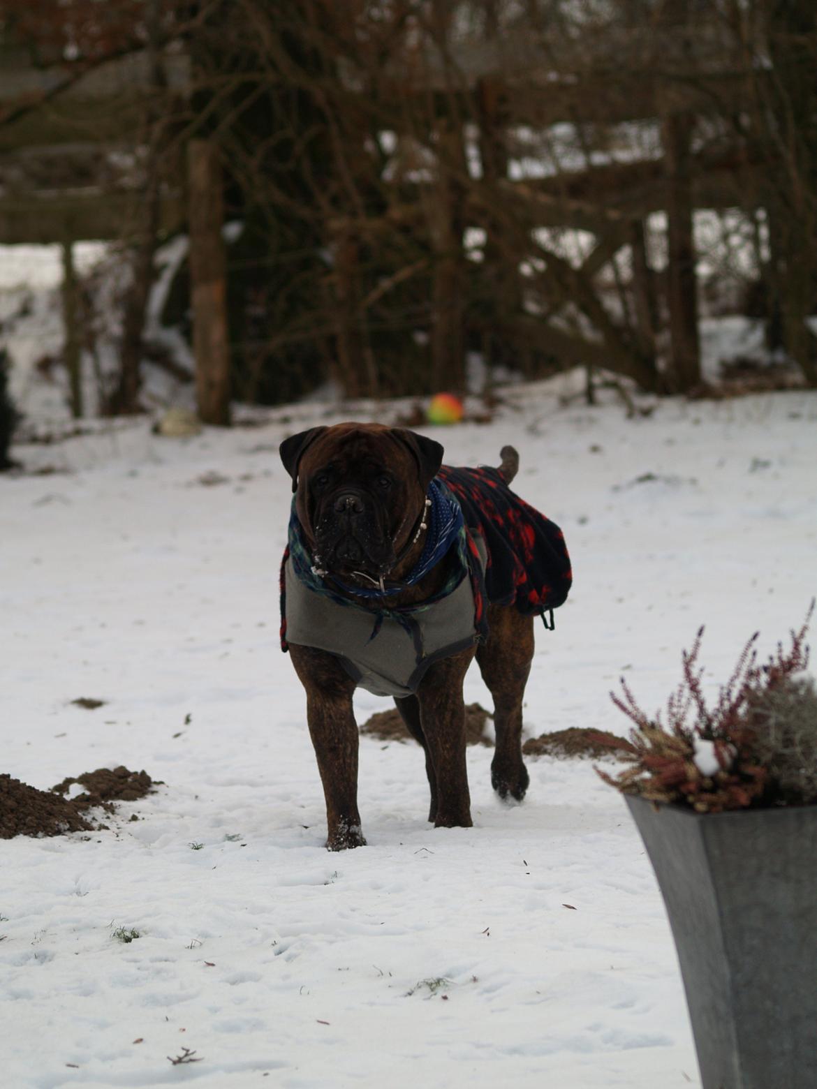 Bullmastiff Jack - Med vinterjakke, det er jo koldt når man ikke har særlig meget pels ;o) billede 3