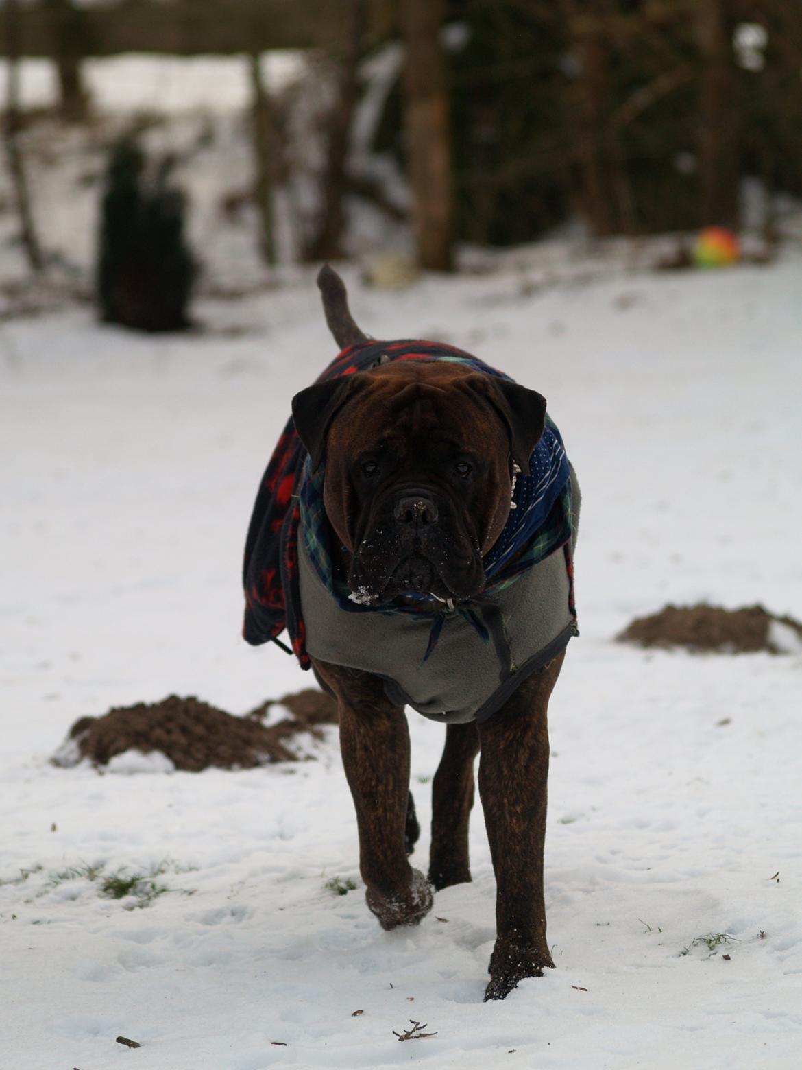 Bullmastiff Jack billede 4