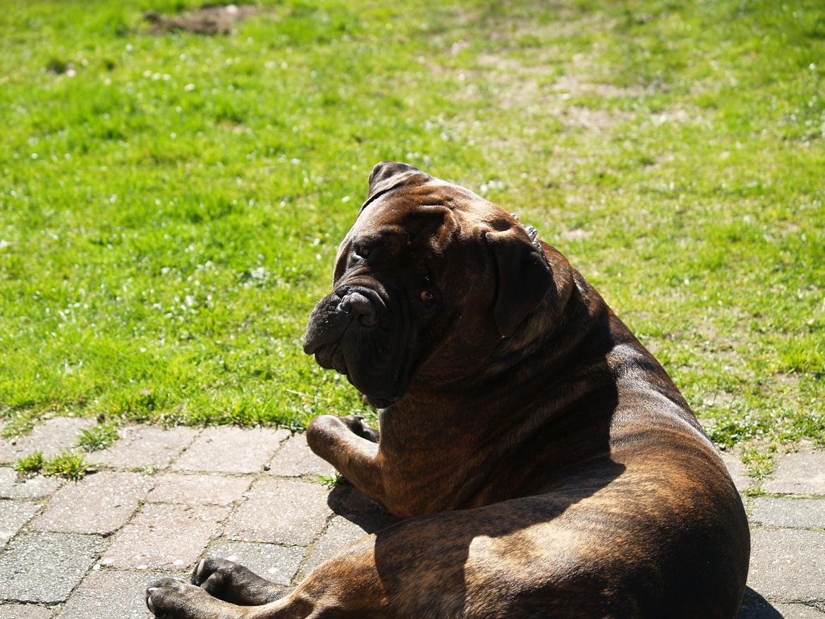 Bullmastiff Jack billede 1