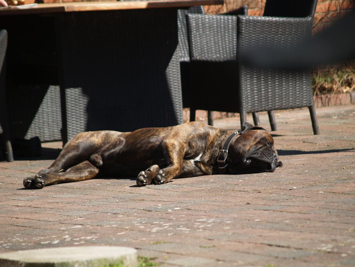 Bullmastiff Jack - Død hund, hehehe :) billede 6