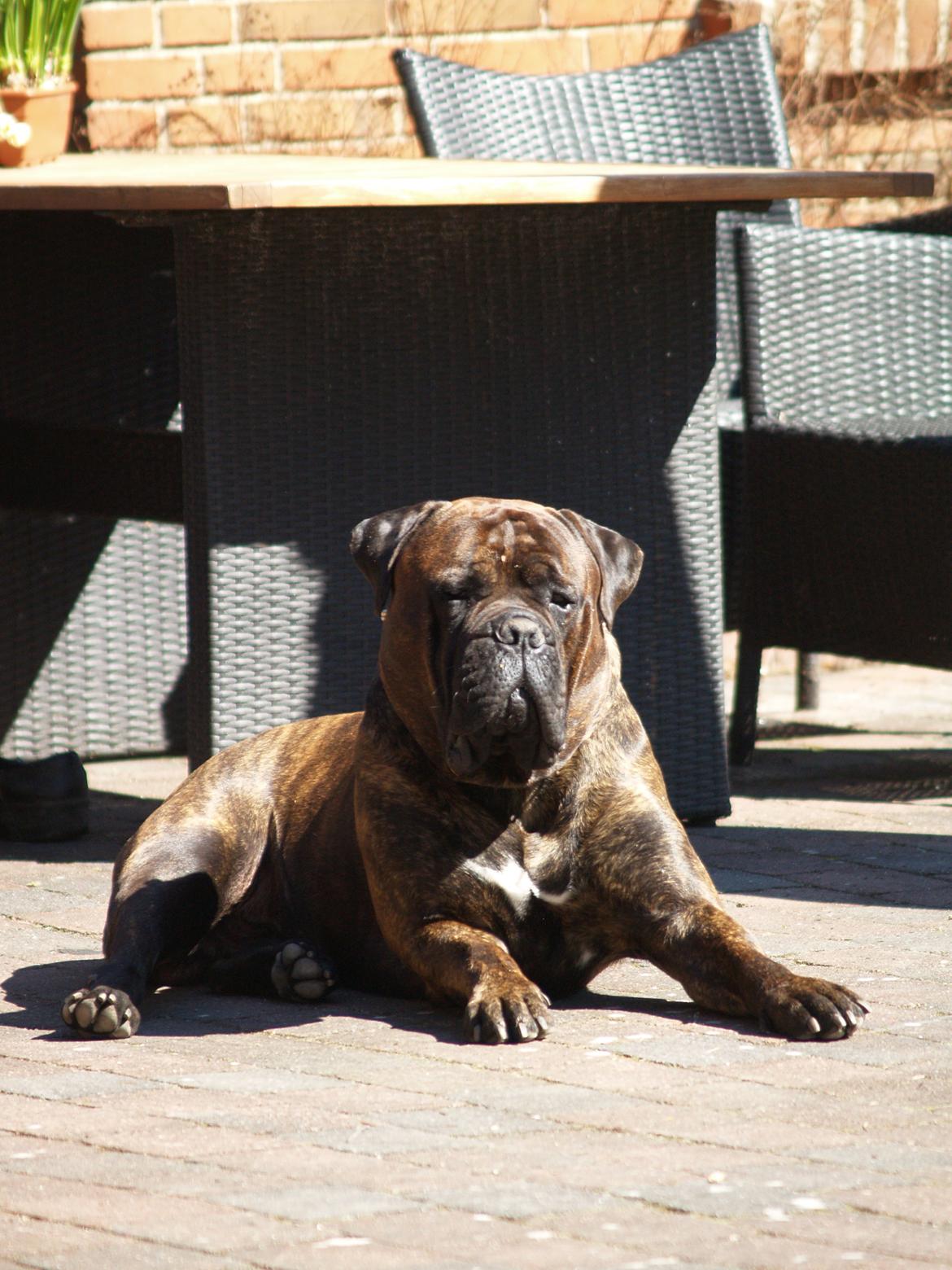 Bullmastiff Jack billede 7