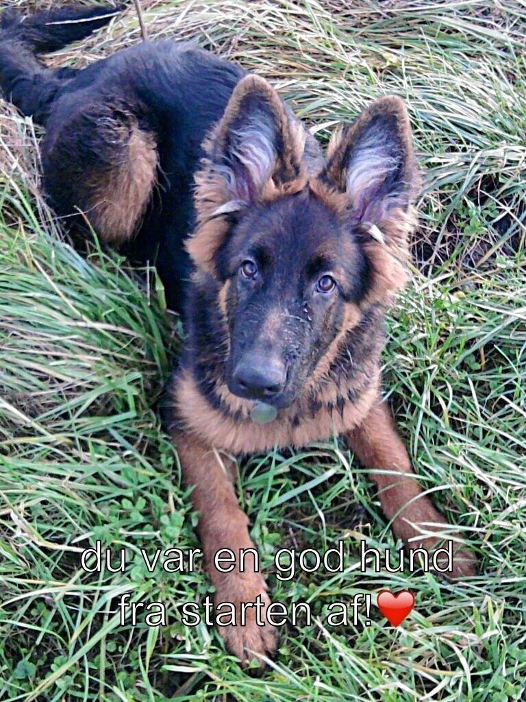 Schæferhund Santo (Nørrehedens Djibo) billede 19