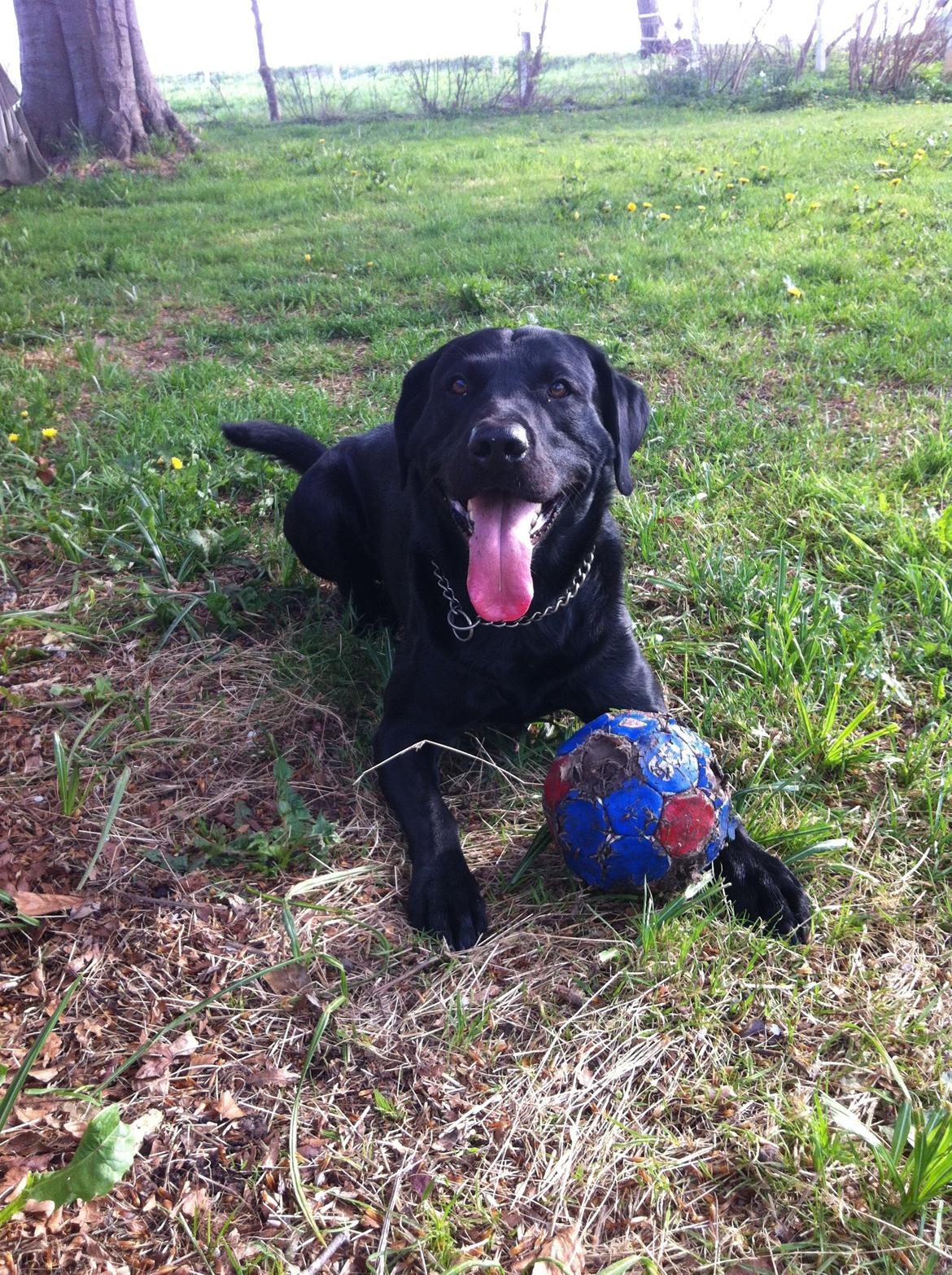 Labrador retriever Tornelund's  Basse ( himmelhund ) - lege :D ? billede 2