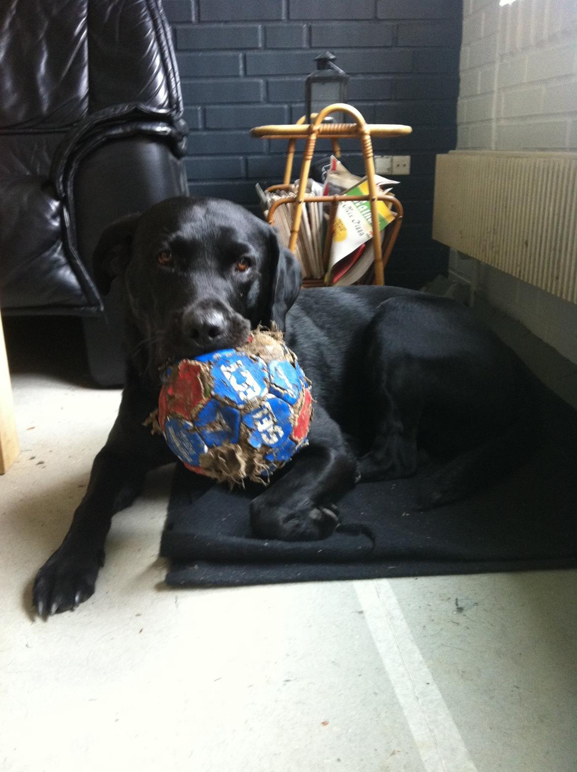 Labrador retriever Tornelund's  Basse ( himmelhund ) - bolden igen ;)  billede 3