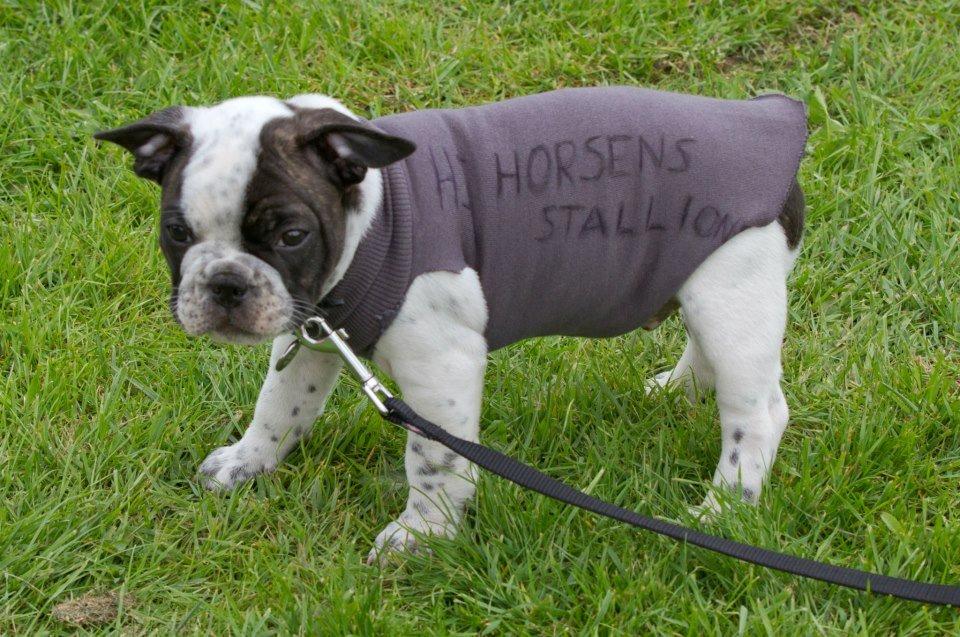 Fransk bulldog Hannibal - • 9 uger gammel - uge 19, 2013 Hepper på "far" til Hannibal's første Football kamp!  billede 19