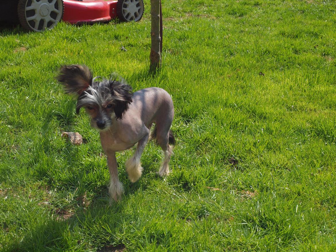 Chinese crested hårløs Greenlands Yue Yan - Leo billede 3