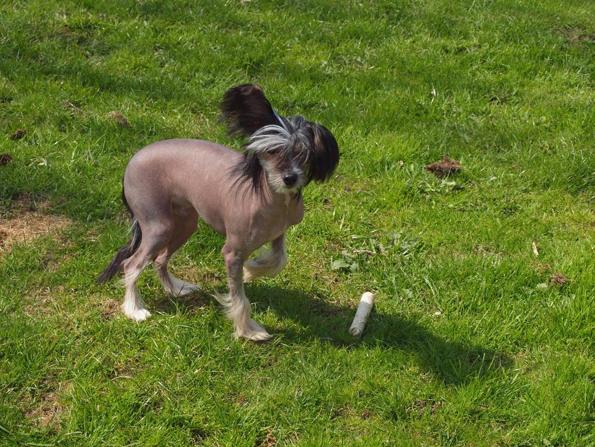Chinese crested hårløs Greenlands Yue Yan - Leo - Og hvad skal jeg så bruge den til? billede 4