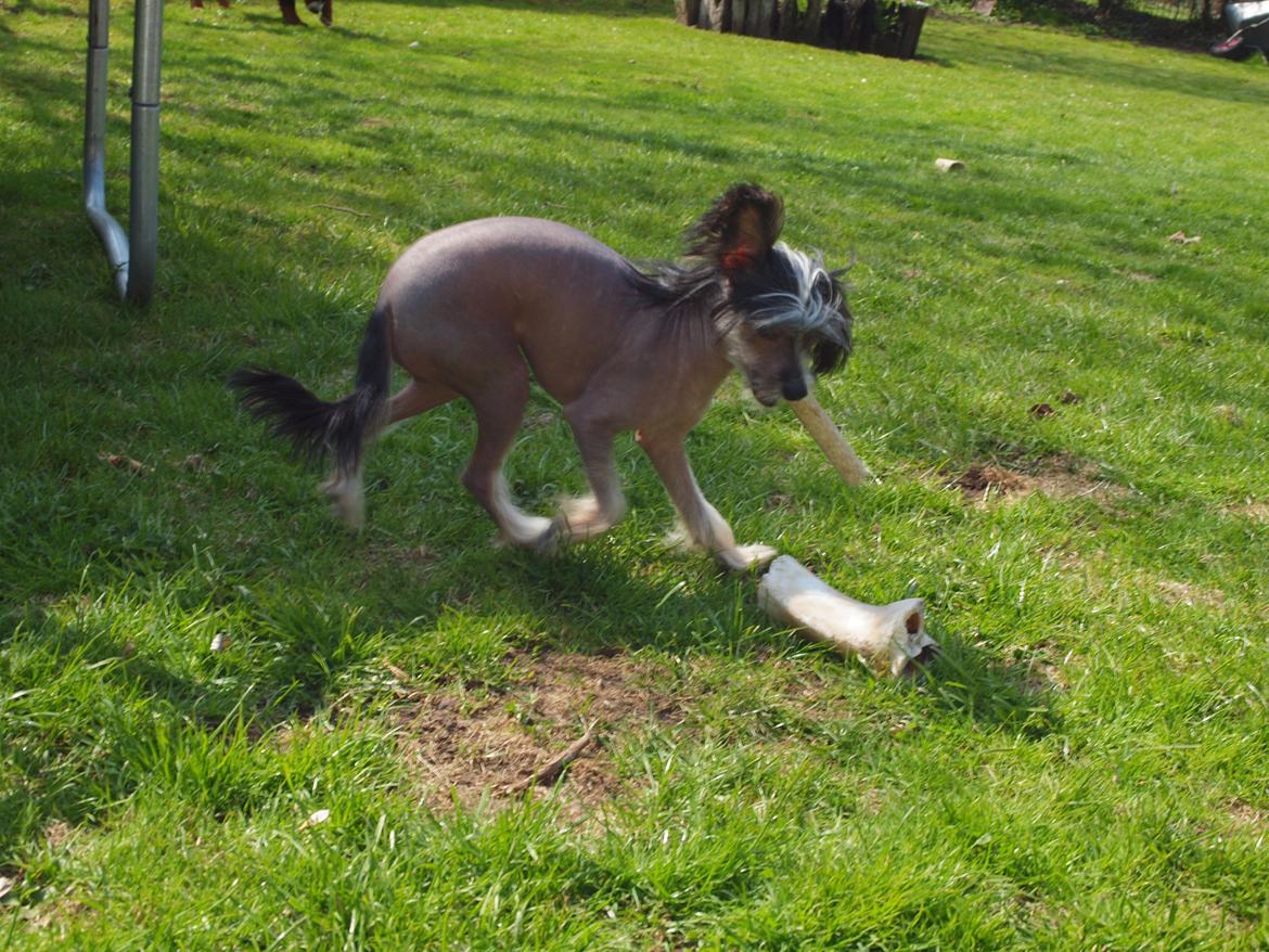 Chinese crested hårløs Greenlands Yue Yan - Leo - Nååårh det er til at spise. billede 5