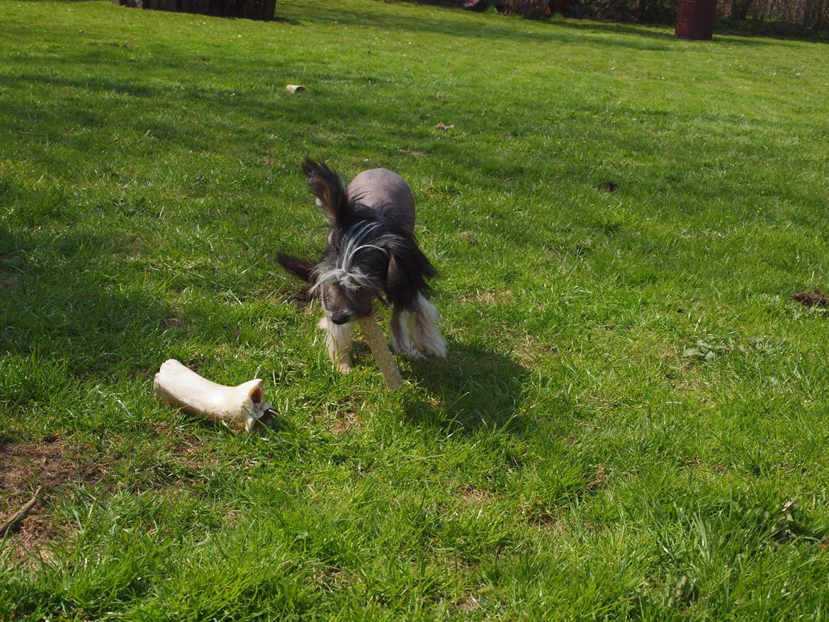 Chinese crested hårløs Greenlands Yue Yan - Leo billede 6