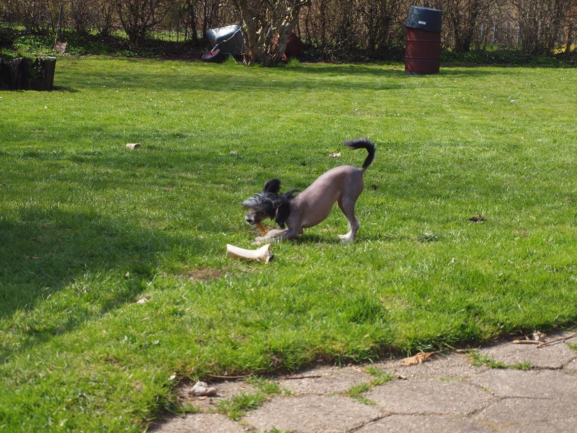 Chinese crested hårløs Greenlands Yue Yan - Leo billede 7