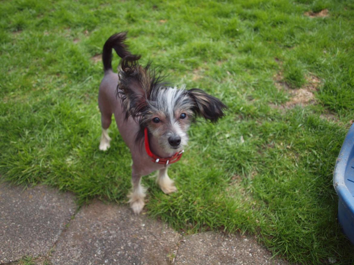 Chinese crested hårløs Greenlands Yue Yan - Leo billede 2