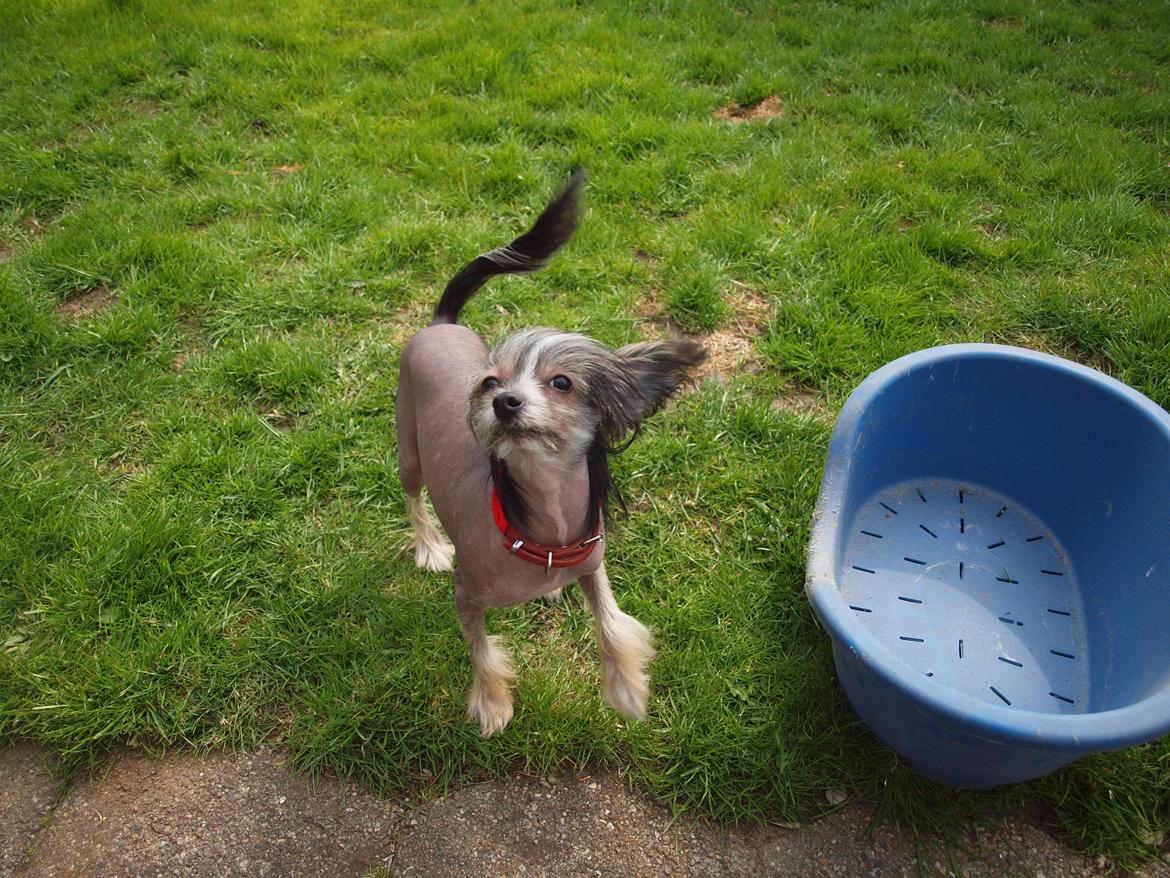 Chinese crested hårløs Greenlands Yue Yan - Leo - Taaadaaa :-) billede 8