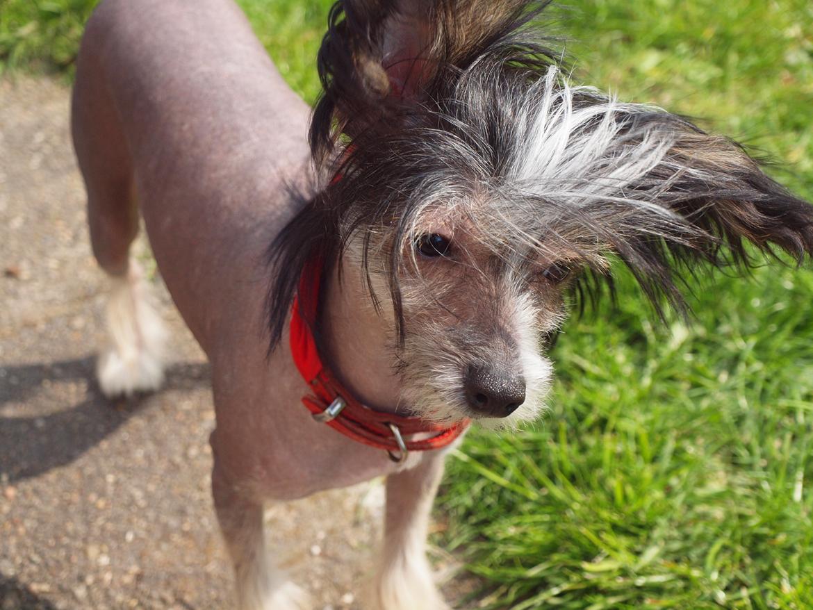 Chinese crested hårløs Greenlands Yue Yan - Leo - Hej - jeg hedder Leo. billede 1
