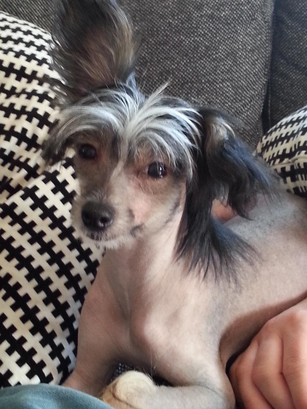 Chinese crested hårløs Greenlands Yue Yan - Leo billede 9