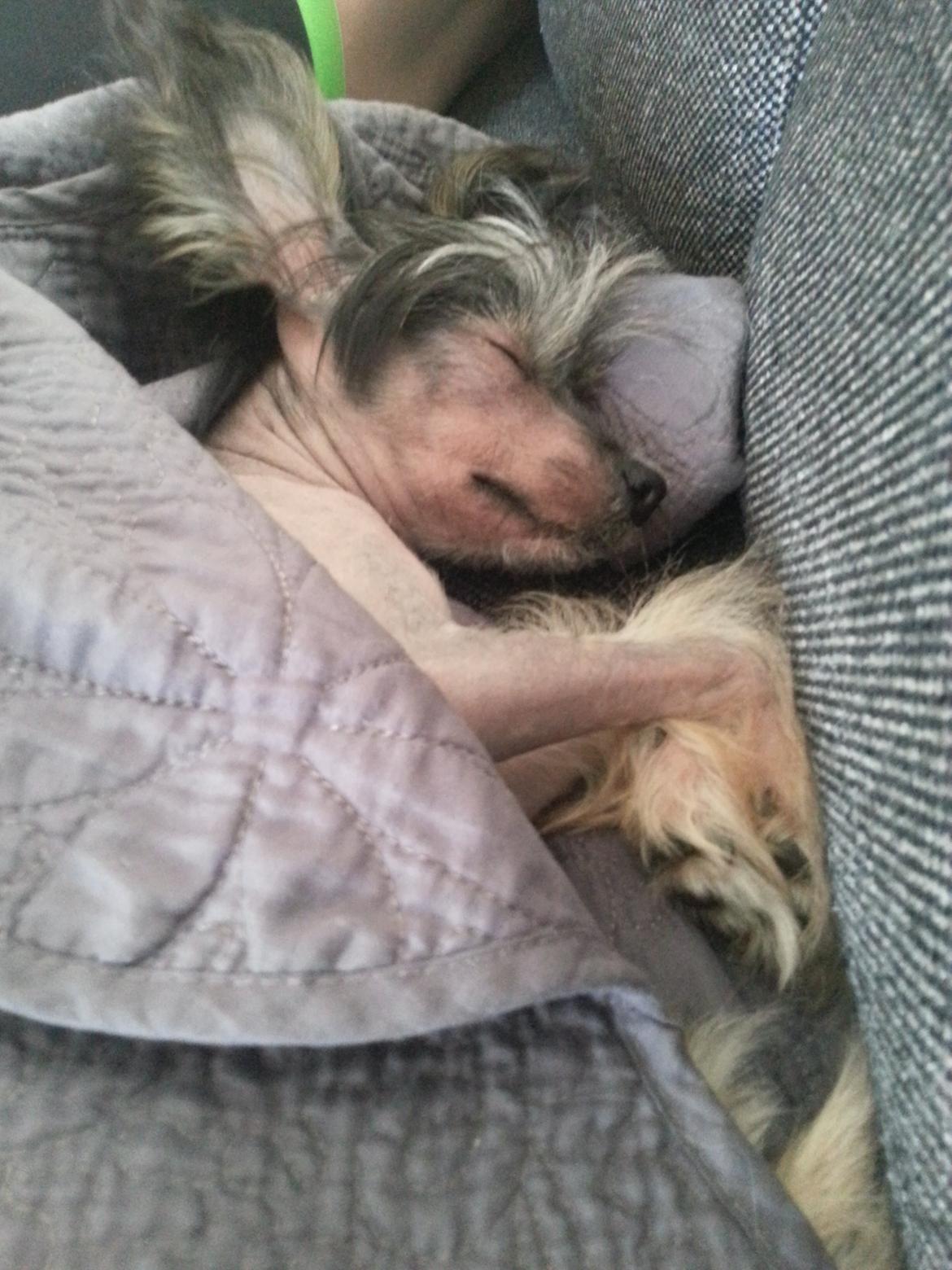 Chinese crested hårløs Greenlands Yue Yan - Leo billede 10