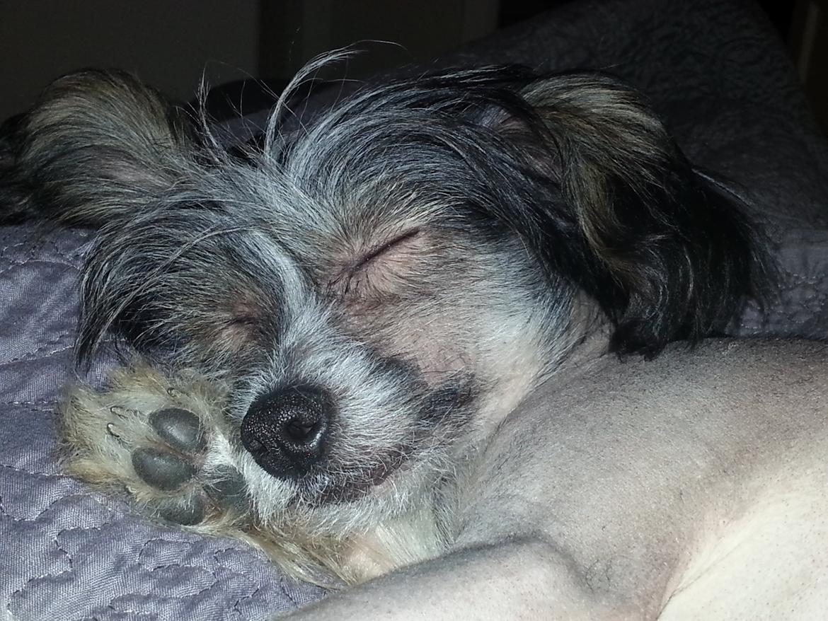 Chinese crested hårløs Greenlands Yue Yan - Leo billede 11