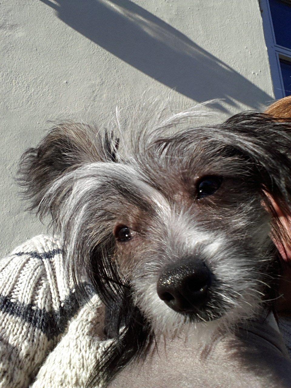 Chinese crested hårløs Greenlands Yue Yan - Leo billede 12