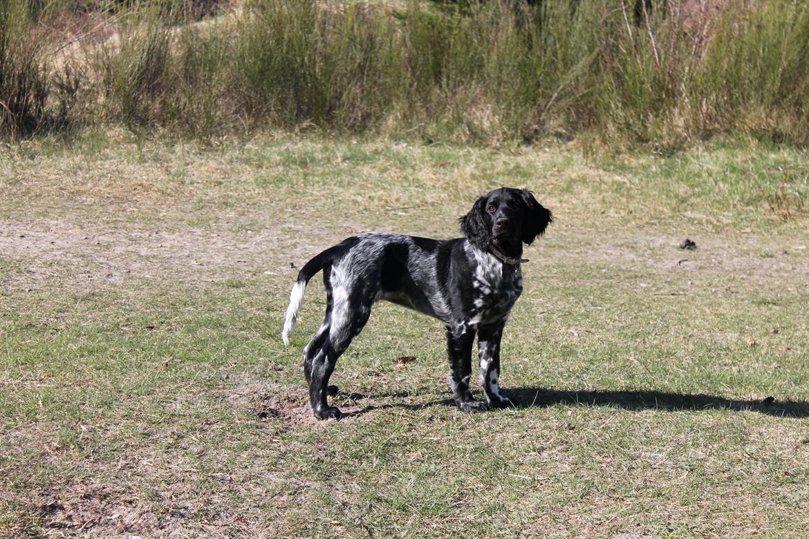 Grosser Münsterländer Chili von Bätjers-Braake billede 15