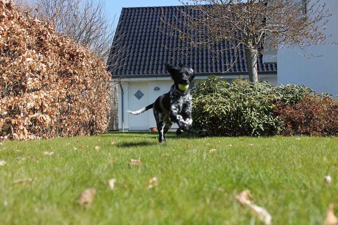 Grosser Münsterländer Chili von Bätjers-Braake billede 1