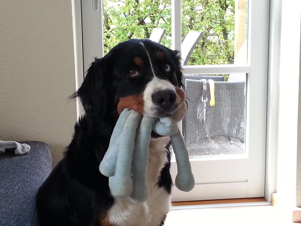 Berner sennenhund Bernerstuens Belle (Blue) - Så glad for sin blæksprutte. billede 20