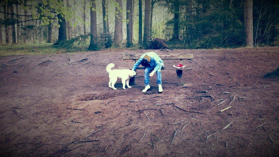 Samojedhund Kitta billede 1