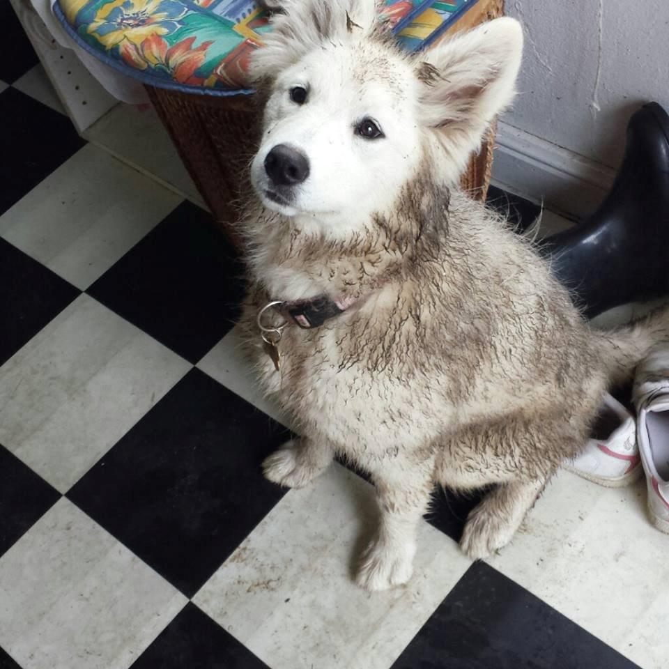 Samojedhund Kitta billede 2