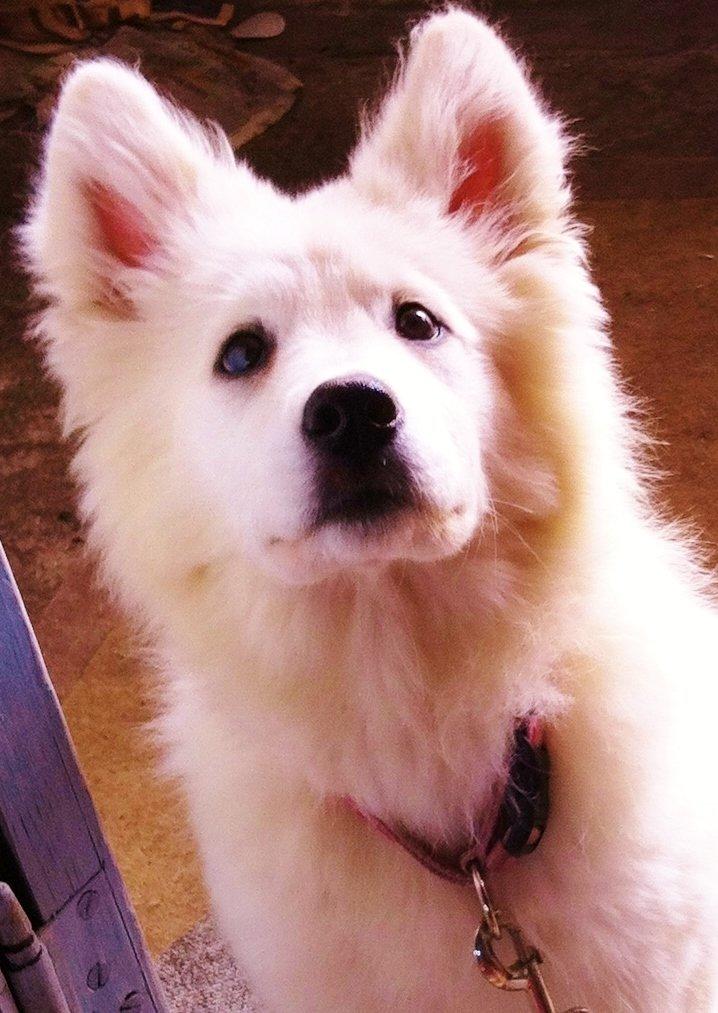 Samojedhund Kitta billede 3