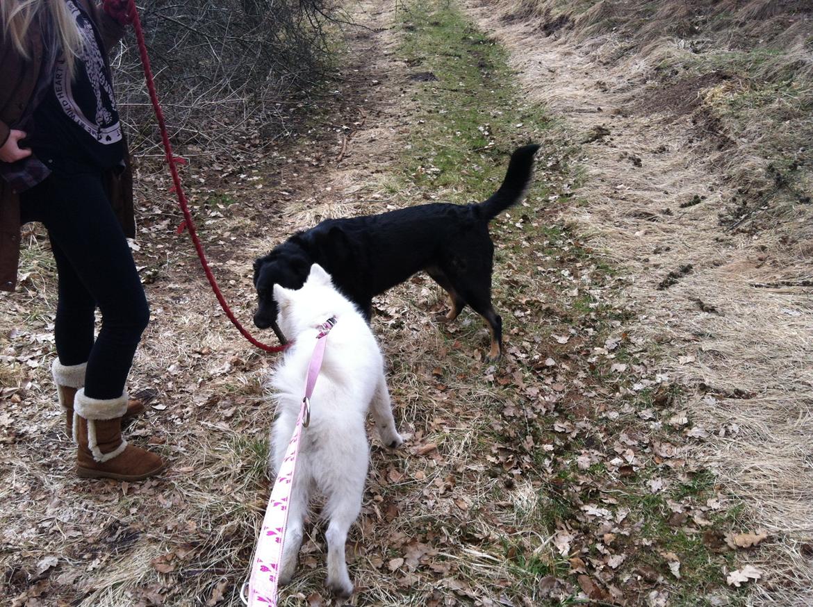 Samojedhund Kitta billede 4