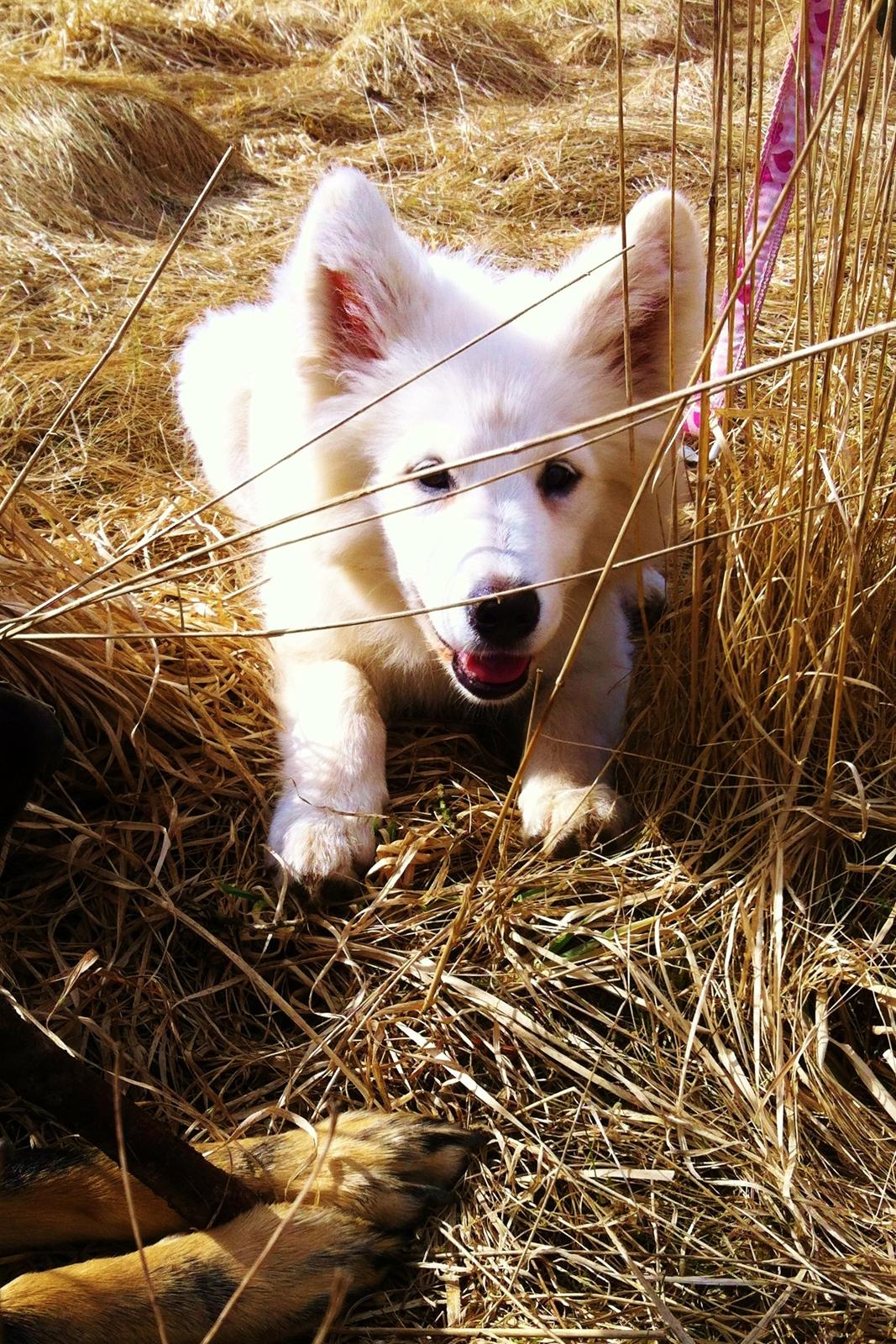 Samojedhund Kitta billede 5