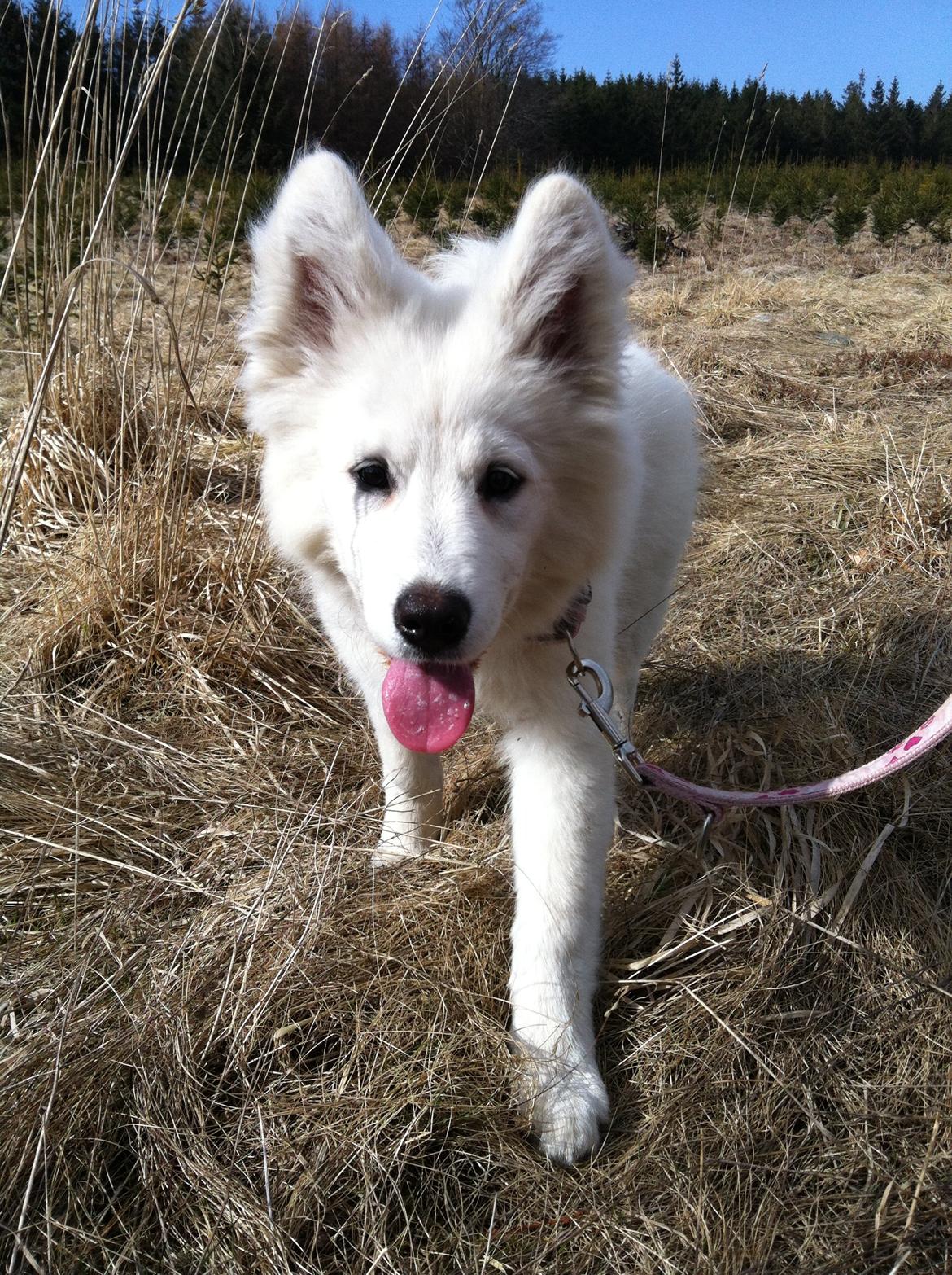 Samojedhund Kitta billede 6