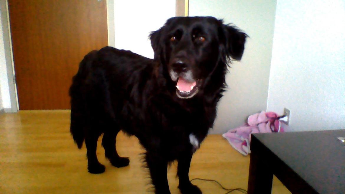 Newfoundlænder Bamse billede 10