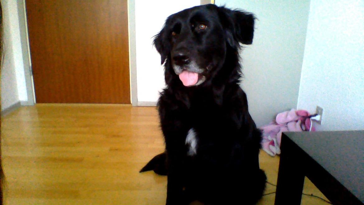 Newfoundlænder Bamse billede 11