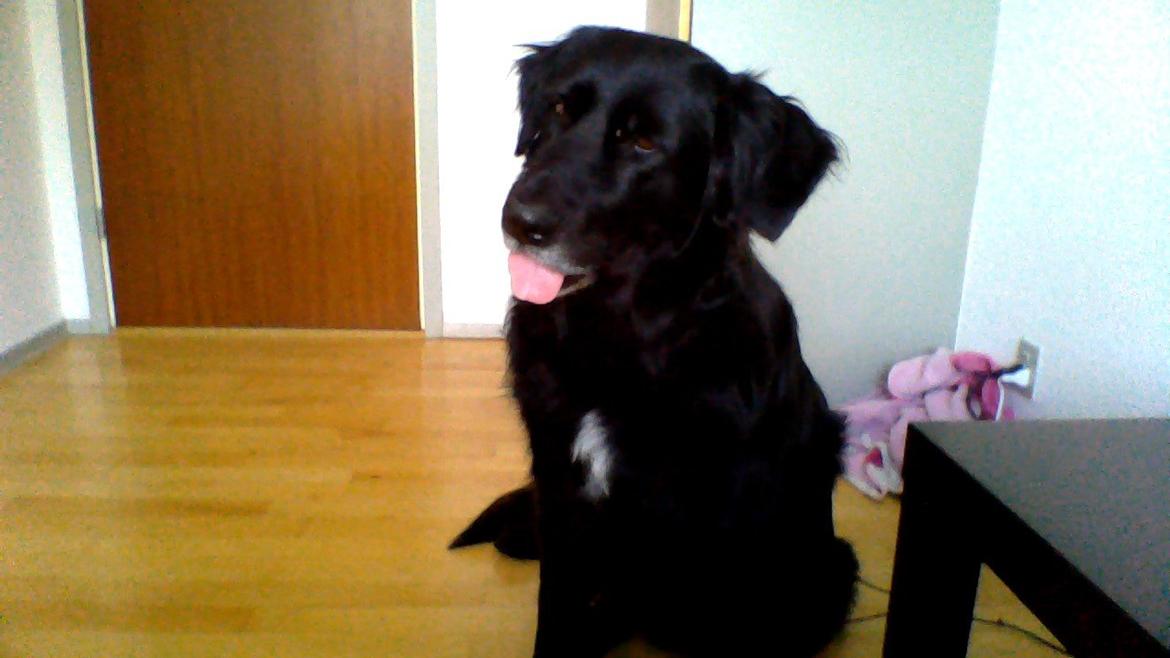 Newfoundlænder Bamse billede 12