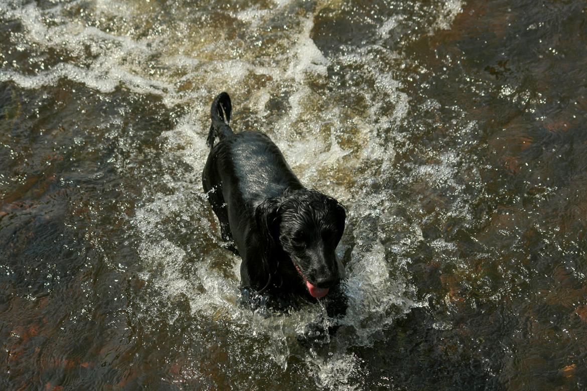 Field Trial Cockerspaniel Marley billede 13