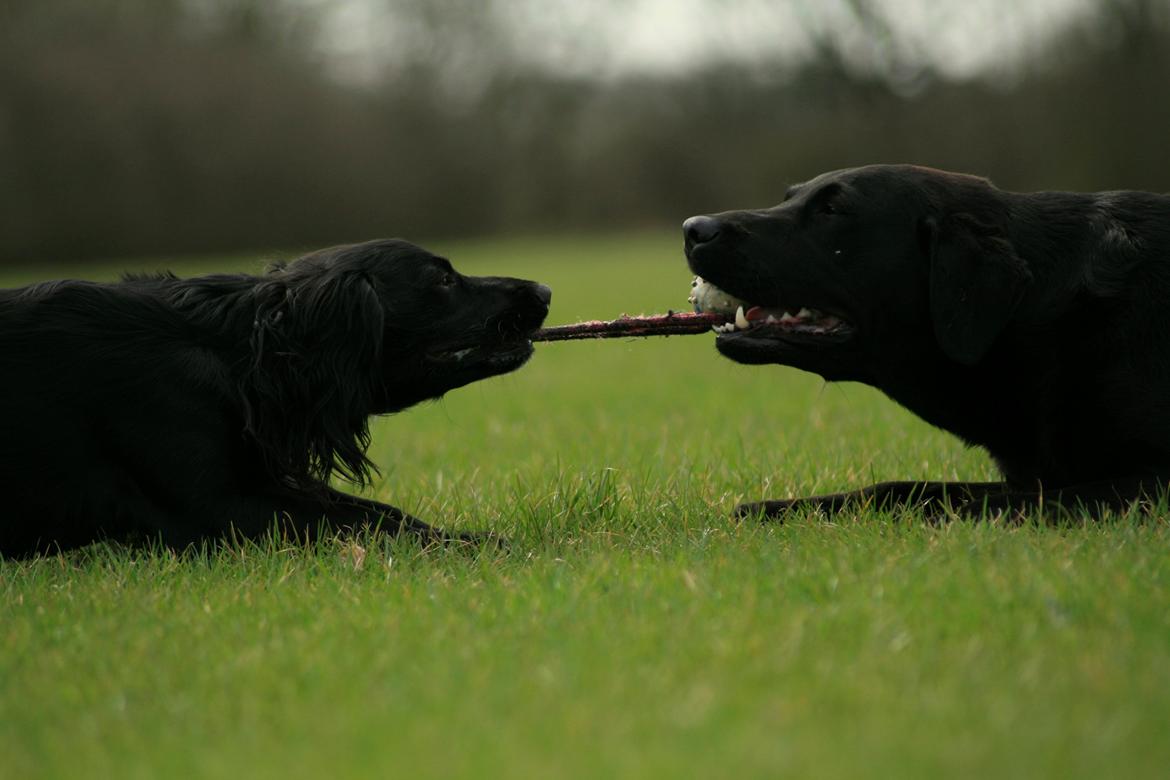 Field Trial Cockerspaniel Marley billede 14