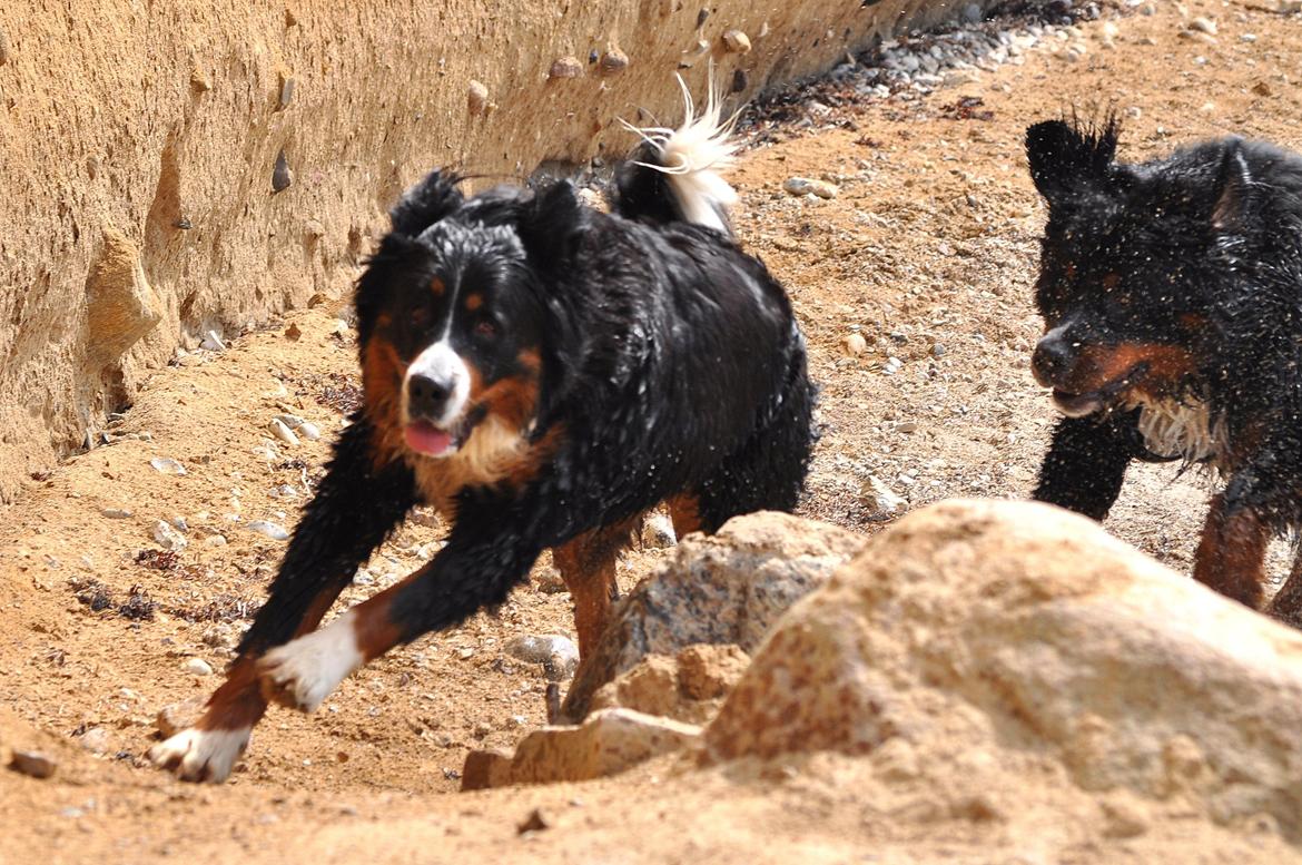 Berner sennenhund Nala - Strandfræsere...... wrouuum
Maj 2013 billede 7