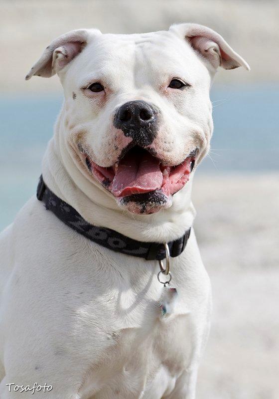 Amerikansk bulldog Kettners Esmeralda"Gaia" 11.03.2007-23.07.2019 billede 1