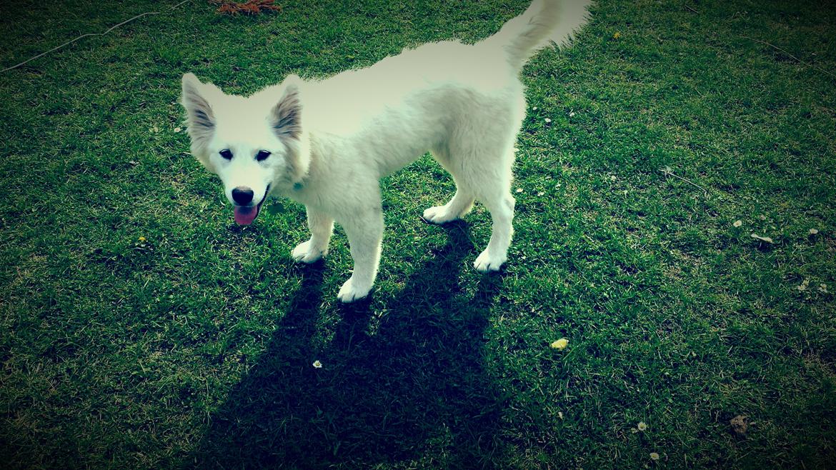 Samojedhund Kitta billede 7