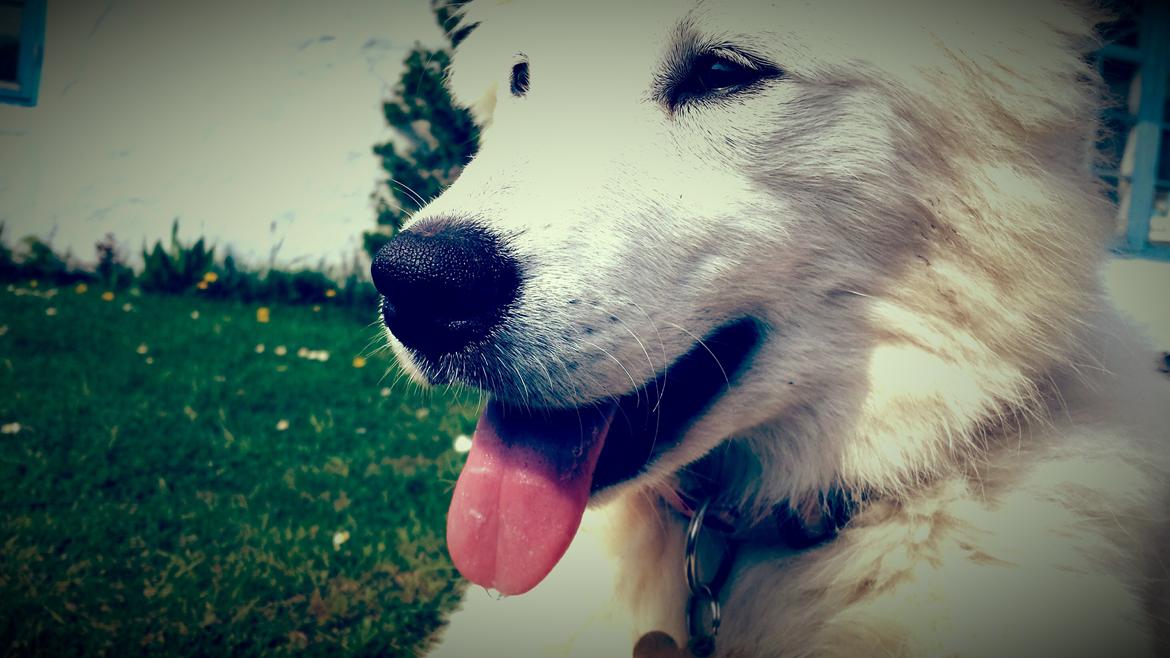 Samojedhund Kitta billede 8