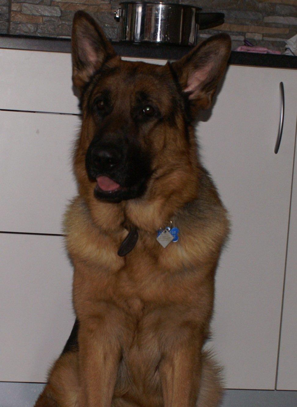Schæferhund Nick billede 14