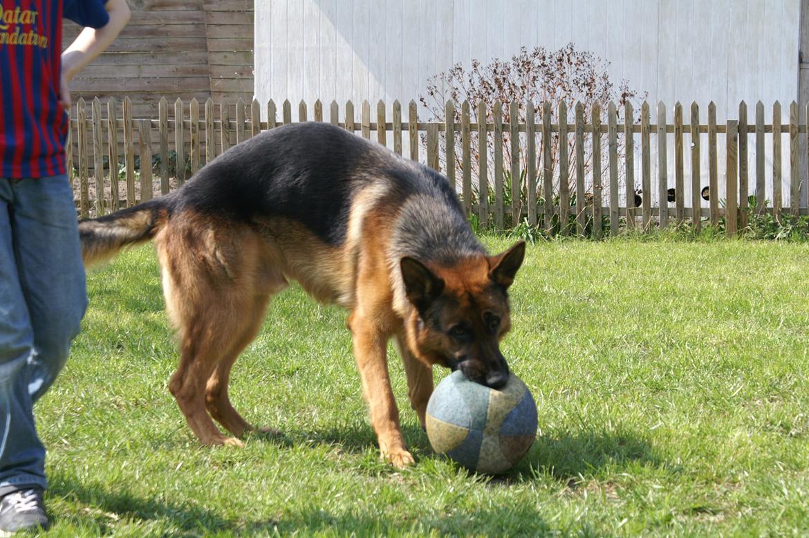 Schæferhund Nick billede 16