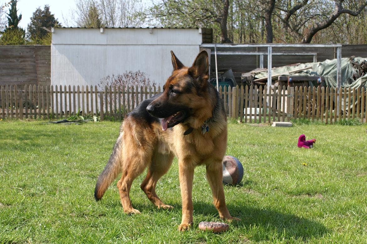 Schæferhund Nick billede 17