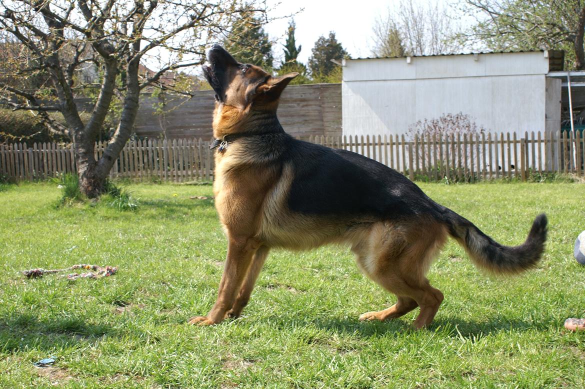 Schæferhund Nick billede 18