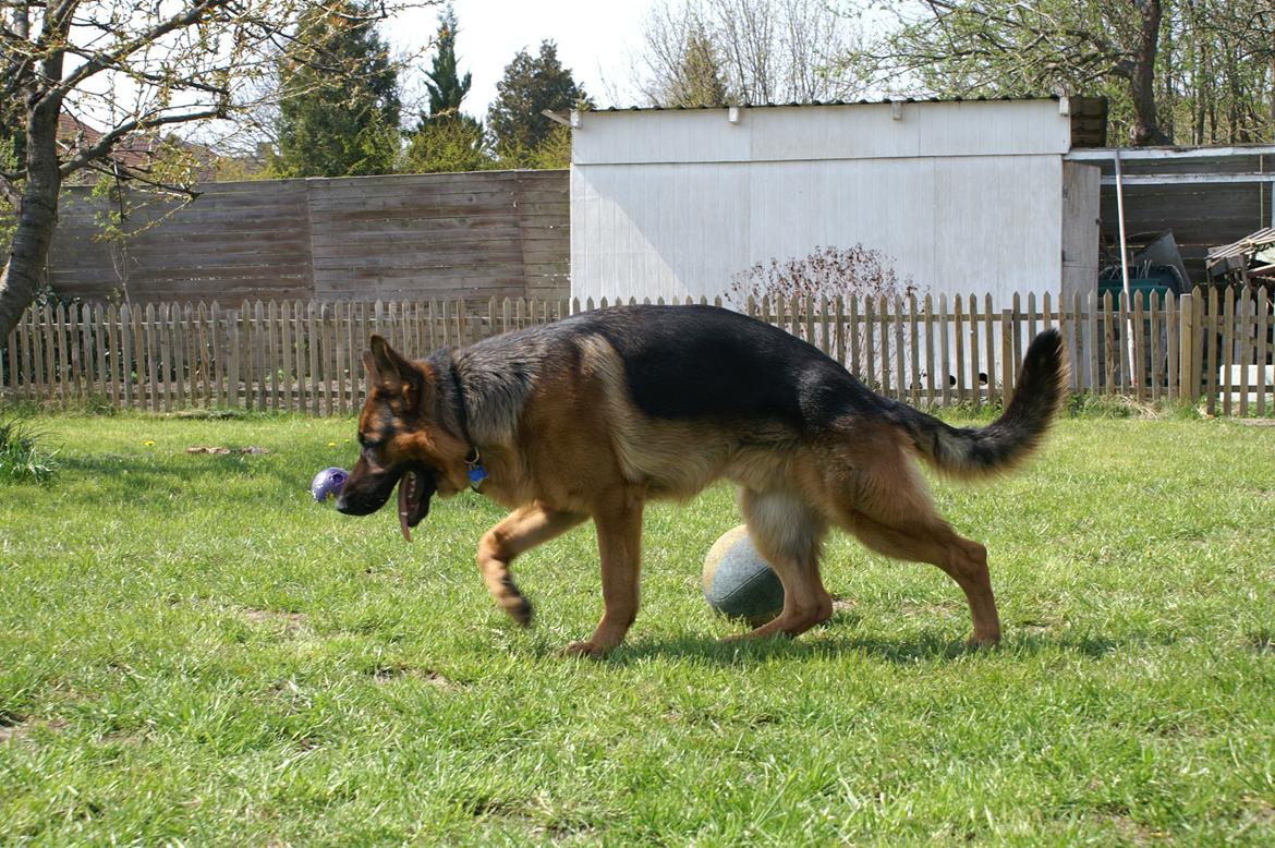 Schæferhund Nick billede 19