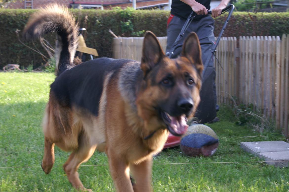 Schæferhund Nick billede 20
