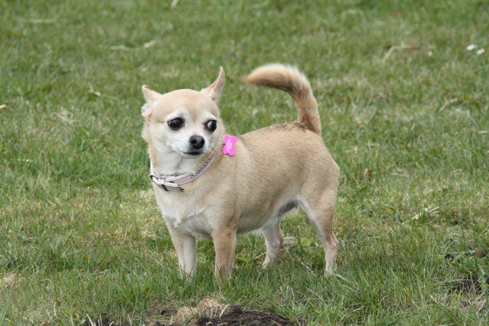 Chihuahua Tess <3 Himmel hund <3 billede 16